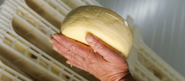 Região Centro investe na valorização económica do queijo